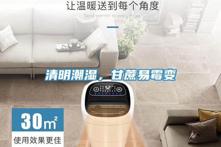 清明潮濕,甘蔗易霉變